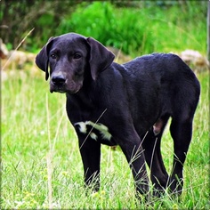 Great Pyredane Puppy for sale in RICHLAND, MO, USA
