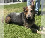 Small #1 Mutt