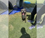 Small #1 Plott Hound Mix