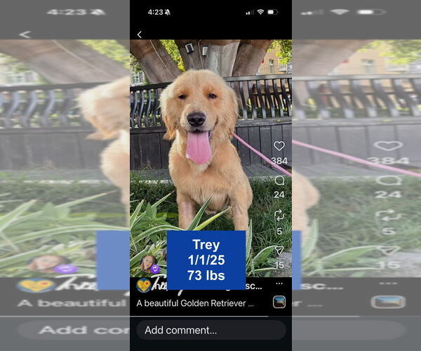 Medium Photo #2 Golden Retriever Puppy For Sale in West Hollywood, CA, USA