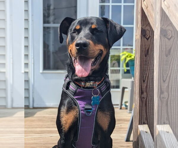 Medium Photo #3 Rotterman Puppy For Sale in White Hall, AR, USA