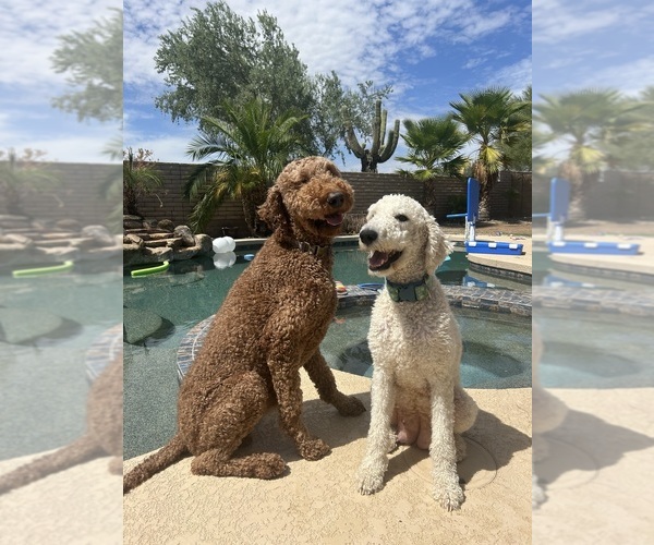 Medium Photo #4 Poodle (Standard) Puppy For Sale in PEORIA, AZ, USA