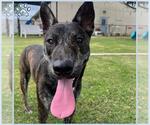 Small German Shepherd Dog Mix