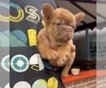 Small #10 French Bulldog