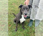 Small Labrador Retriever Mix