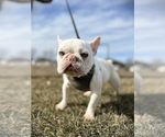Small Photo #3 French Bulldog Puppy For Sale in HOLMEN, WI, USA