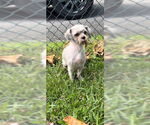 Small #2 Shih Tzu