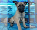 Small Photo #14 Belgian Malinois Puppy For Sale in CORNING, CA, USA