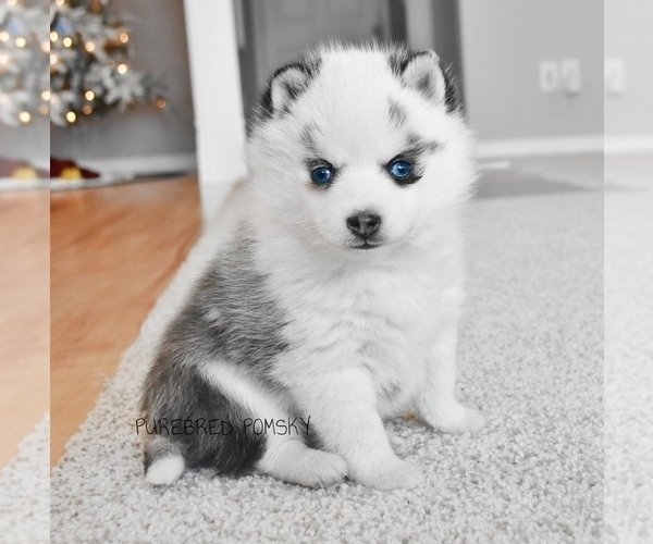 Medium Photo #5 Pomsky Puppy For Sale in KANSAS CITY, MO, USA