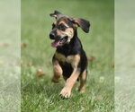Small Photo #3 Australian Shepherd-Beagle Mix Puppy For Sale in Mechanicsburg, PA, USA