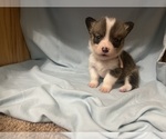 Puppy Puppy 4 Pembroke Welsh Corgi