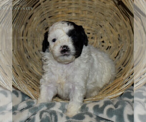 Medium Photo #1 Poodle (Miniature) Puppy For Sale in MILLERSBURG, PA, USA