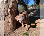 Small Photo #2 Bullboxer Pit Puppy For Sale in Woodland Hills, CA, USA