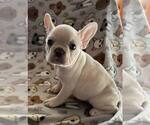 Small Photo #4 French Bulldog Puppy For Sale in UNDERWOOD, IA, USA