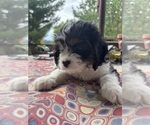 Small Photo #14 Cavachon Puppy For Sale in OLYMPIA, WA, USA