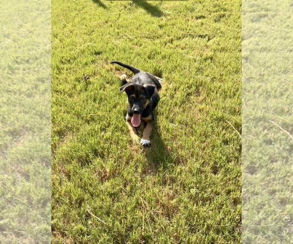 Medium Photo #1 German Shepherd Dog-Unknown Mix Puppy For Sale in Holly Springs, NC, USA