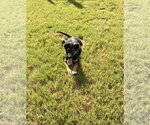 Small German Shepherd Dog Mix