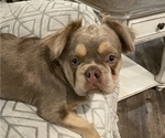 Small #1 French Bulldog