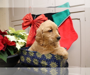 Golden Retriever Puppy for sale in SHILOH, OH, USA
