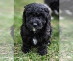 Small Photo #1 Poodle (Miniature)-Springerdoodle Mix Puppy For Sale in STRUM, WI, USA
