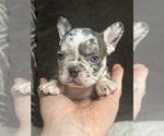 Puppy CowBelle French Bulldog