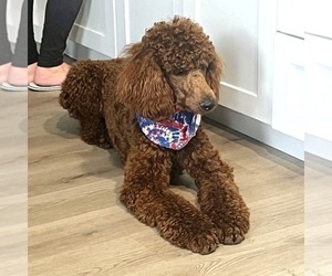 Father of the Poodle (Standard) puppies born on 12/03/2025