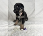 Puppy 4 Collie-German Shepherd Dog Mix