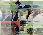 Small Photo #7 Doberman Pinscher Puppy For Sale in YUCCA VALLEY, CA, USA