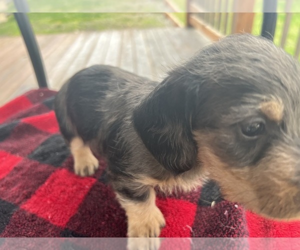 Medium Photo #11 Dachshund Puppy For Sale in PORTLAND, OR, USA