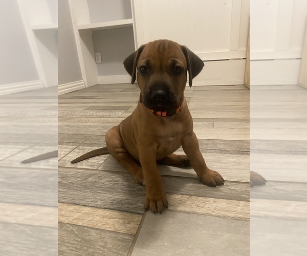Medium Photo #75 Rhodesian Ridgeback Puppy For Sale in KELLER, TX, USA