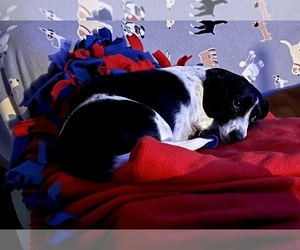 Mother of the Dachshund puppies born on 01/16/2025