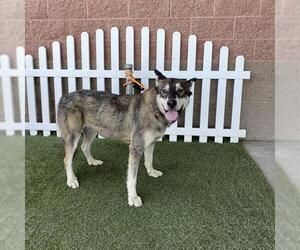 Siberian Husky Dogs for adoption in Modesto, CA, USA