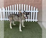 Small Siberian Husky