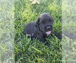 Small #3 Cocker Spaniel-English Springer Spaniel Mix