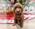 Puppy Meatball Goldendoodle