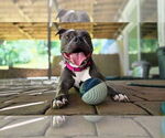 Small #8 American Pit Bull Terrier