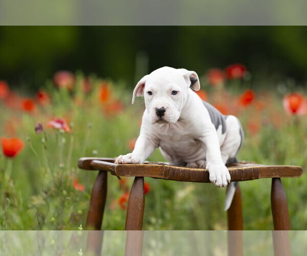 Medium Photo #9 Mutt Puppy For Sale in Garner, NC, USA
