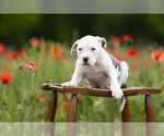 Small #8 Mutt