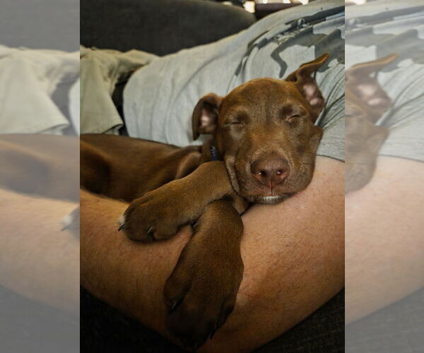 Medium Photo #10 Labrador Retriever-Unknown Mix Puppy For Sale in Brewster, NY, USA