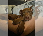 Small #9 Labrador Retriever Mix