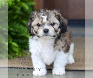Zuchon Puppy for sale in MORGANTOWN, PA, USA