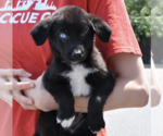 Small #6 Mutt