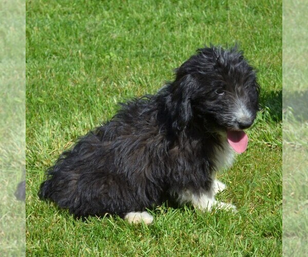 Medium Photo #4 Sheltidoodle Puppy For Sale in SHIPPENSBURG, PA, USA