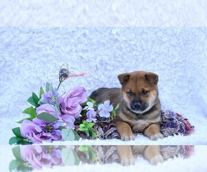 Shiba Inu Puppy for sale in LOYAL, WI, USA
