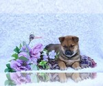 Image preview for Ad Listing. Nickname: Sophia