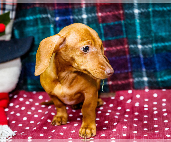 Medium Photo #4 Dachshund Puppy For Sale in WAKARUSA, IN, USA