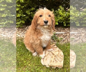 Goldendoodle (Miniature) Puppy for sale in MIDDLEBURY, IN, USA