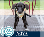 Small #4 Labrador Retriever Mix