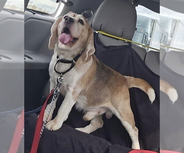 Medium Photo #5 Beagle Puppy For Sale in Chester, NJ, USA