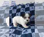 Puppy Harry Maltese